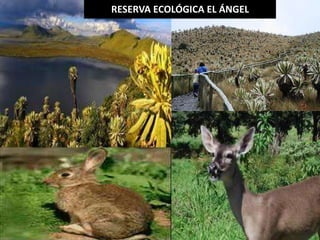 RESERVA ECOLÓGICA EL ÁNGEL 
Elaborado por: Marco Mendieta 
 