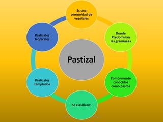 Es una 
comunidad de 
vegetales 
Pastizal 
Elaborado por: Marco Mendieta 
Donde 
Predominan 
las gramíneas 
Comúnmente 
conocidos 
como pastos 
Se clasifican: 
Pastizales 
tropicales 
Pastizales 
templados 
 