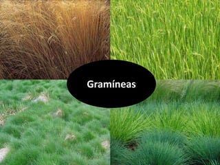 Gramíneas 
 