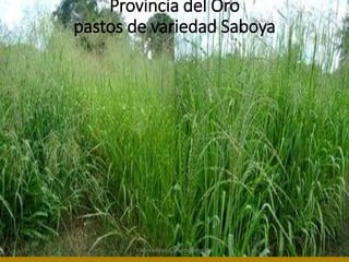 Provincia del Oro 
pastos de variedad Saboya 
Elaborado por: Marco Mendieta 
 