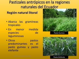 Pastizales antrópicos en la regiones 
naturales del Ecuador 
Región natural litoral 
• Abarca las gramíneas 
tropicales 
• En menor medida 
especies de 
leguminosas 
• Otros pastos 
predominantes es el 
pasto guinea y pasto 
elefante 
Elaborado por: Marco Mendieta 
Pasto Guinea 
Pasto Elefante 
 