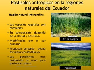 Pastizales antrópicos en la regiones 
naturales del Ecuador 
Región natural Interandina 
• Las especies vegetales son 
complejas. 
• Su composición depende 
de la altitud y del clima. 
• Modificados por el ser 
humano 
• Producen cereales avena 
forrajera y pasto Kikuyo 
• Las pendientes mas 
empinadas se usan para 
pastorear cabras. 
Elaborado por: Marco Mendieta 
Avena forrajera 
Pasto kikuyo 
