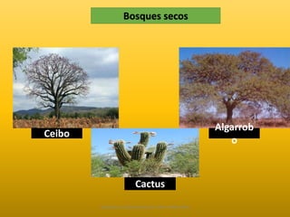 Bosques secos 
Ceibo 
Algarrob 
o 
Cactus 
Diapositivas Elaboradas por: Marco Mendieta 
 