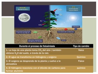 Durante el proceso de fotosíntesis Tipo de cambio
1. La hoja de una planta toma CO2 del aire ( también
obtiene H2O del suelo, a través de la raíz.
físico
2. El agua se transforma en hidrogeno y oxigeno Químico
3. El oxigeno se desprende de la planta y vuelve a la
atmosfera
Físico
4. El hidrogeno reacciona con el dióxido de carbono para
formar aluminio
químico
 