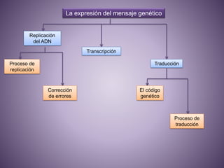 La expresión del mensaje genético
Replicación
del ADN
Proceso de
replicación
Corrección
de errores
Transcripción
Traducción
El código
genético
Proceso de
traducción
 