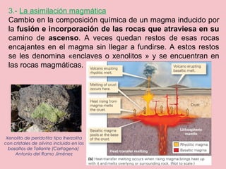 3.- La asimilación magmática
Cambio en la composición química de un magma inducido por
la fusión e incorporación de las rocas que atraviesa en su
camino de ascenso. A veces quedan restos de esas rocas
encajantes en el magma sin llegar a fundirse. A estos restos
se les denomina «enclaves o xenolitos » y se encuentran en
las rocas magmáticas.
Xenolito de peridotita tipo lherzolita
con cristales de olivino incluido en los
basaltos de Tallante (Cartagena) 
Antonio del Ramo Jiménez
 