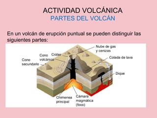 En un volcán de erupción puntual se pueden distinguir las
siguientes partes:
ACTIVIDAD VOLCÁNICA
PARTES DEL VOLCÁN
 