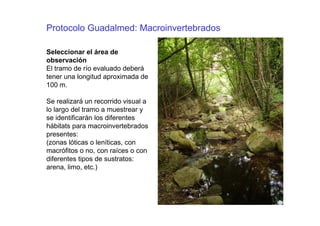 Protocolo Guadalmed: Macroinvertebrados

Seleccionar el área de
observación
El tramo de río evaluado deberá
tener una longitud aproximada de
100 m.

Se realizará un recorrido visual a
lo largo del tramo a muestrear y
se identificarán los diferentes
hábitats para macroinvertebrados
presentes:
(zonas lóticas o leníticas, con
macrófitos o no, con raíces o con
diferentes tipos de sustratos:
arena, limo, etc.)
 