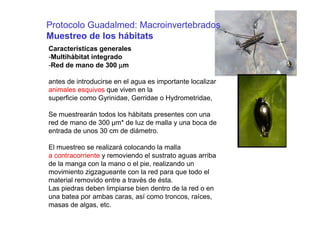 Protocolo Guadalmed: Macroinvertebrados
Muestreo de los hábitats
Características generales
-Multihàbitat integrado
-Red de mano de 300 µm

antes de introducirse en el agua es importante localizar
animales esquivos que viven en la
superficie como Gyrinidae, Gerridae o Hydrometridae,

Se muestrearán todos los hábitats presentes con una
red de mano de 300 µm* de luz de malla y una boca de
entrada de unos 30 cm de diámetro.

El muestreo se realizará colocando la malla
a contracorriente y removiendo el sustrato aguas arriba
de la manga con la mano o el pie, realizando un
movimiento zigzagueante con la red para que todo el
material removido entre a través de ésta.
Las piedras deben limpiarse bien dentro de la red o en
una batea por ambas caras, así como troncos, raíces,
masas de algas, etc.
 