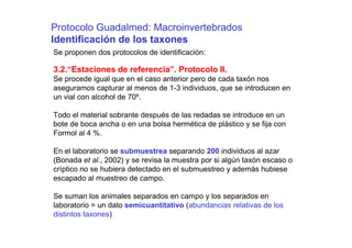Protocolo Guadalmed: Macroinvertebrados
Identificación de los taxones
Se proponen dos protocolos de identificación:

3.2.“Estaciones de referencia”. Protocolo II.
Se procede igual que en el caso anterior pero de cada taxón nos
aseguramos capturar al menos de 1-3 individuos, que se introducen en
un vial con alcohol de 70º.

Todo el material sobrante después de las redadas se introduce en un
bote de boca ancha o en una bolsa hermética de plástico y se fija con
Formol al 4 %.

En el laboratorio se submuestrea separando 200 individuos al azar
(Bonada et al., 2002) y se revisa la muestra por si algún taxón escaso o
críptico no se hubiera detectado en el submuestreo y además hubiese
escapado al muestreo de campo.

Se suman los animales separados en campo y los separados en
laboratorio = un dato semicuantitativo (abundancias relativas de los
distintos taxones)
 