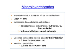 Macroinvertebrados

Viven asociados al substrato de los cursos fluviales
Miden > 1 mm
Indicadores de condiciones ambientales:
       fisicoquímicas: temperatura, nutrientes, O2,
                         Conductividad
       hidromorfológicas: caudal, substrato


Muestreo con salabre modelo estándar EN 27828:1994
        0,5 mm de abertura de poro
Muestreo con salabre
        0,25 mm de abertura de poro
 