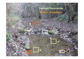 Habitats Dominantes
Habitats Marginales




        2




               8


8                     2
 
