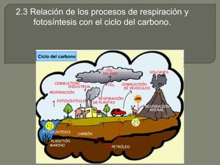 2.3 Relación de los procesos de respiración y fotosíntesis con el ciclo del carbono. 