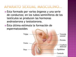 Aparato sexual masculino…Esta formado por varios órganos y una serie de conductos; en los tubos seminíferos de los testículos se producen las hormonas androsterona y testosterona. Ésta última estimula la formación de espermatozoides 