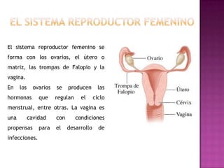 El sistema reproductor femeninoEl sistema reproductor femenino se forma con los ovarios, el útero o matriz, las trompas de Falopio y la vagina. En los ovarios se producen las hormonas que regulan el ciclo menstrual, entre otras. La vagina es una cavidad con condiciones propensas para el desarrollo de infecciones.