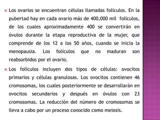 Los ovarios se encuentran células llamadas folículos. En la pubertad hay en cada ovario más de 400,000 mil  folículos, de los cuales aproximadamente 400 se convertirán en óvulos durante la etapa reproductiva de la mujer, que comprende de los 12 a los 50 años, cuando se inicia la menopausia. Los folículos que no maduran son reabsorbidos por el ovario.Los folículos incluyen dos tipos de células: ovocitos primarios y células granulosas. Los ovocitos contienen 46 cromosomas, los cuales posteriormente se desarrollarán en ovocitos secundarios y después en óvulos con 23 cromosomas. La reducción del número de cromosomas se lleva a cabo por un proceso conocido como meiosis.