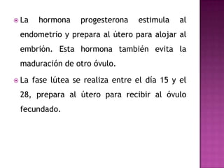 La hormona progesterona estimula al endometrio y prepara al útero para alojar al embrión. Esta hormona también evita la maduración de otro óvulo. La fase lútea se realiza entre el día 15 y el 28, prepara al útero para recibir al óvulo fecundado. 