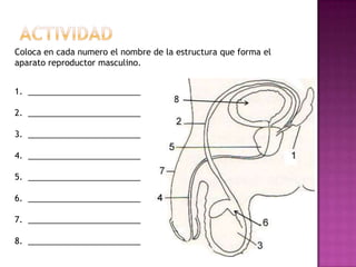Actividad Coloca en cada numero el nombre de la estructura que forma el aparato reproductor masculino.________________________________________________________________________________________________________________________________________________________________________________________________