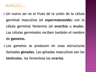 Anexo…Un nuevo ser es el fruto de la unión de la célula germinal masculina (el espermatozoide) con la célula germinal femenina (el ovocitos u óvulo). Las células germinales reciben también el nombre de gametos.Los gametos se producen en unas estructuras llamadas gónadas. Las gónadas masculinas son los testículos, las femeninas los ovarios.