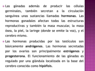 Las gónadas además de producir las células germinales, también secretan a la circulación sanguínea unas sustancias llamadas hormonas. Las hormonas gonadales afectan todas las estructuras reproductivas y también la masa muscular, la masa ósea, la piel, la laringe (donde se emite la voz), y el cerebro mismo. Las hormonas producidas por los testículos son básicamente andrógenos. Las hormonas secretadas por los ovarios son principalmente estrógenos y progesterona. El funcionamiento de las gónadas es regulado por una glándula localizada en la base del cerebro conocida como hipófisis. 