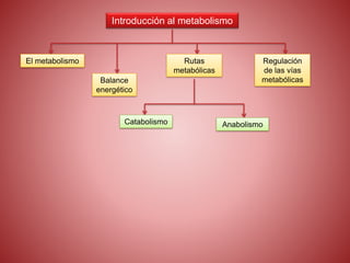 Introducción al metabolismo
El metabolismo
Balance
energético
Rutas
metabólicas
Catabolismo Anabolismo
Regulación
de las vías
metabólicas
 