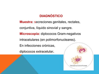 DIAGNÓSTICO
Muestra: secreciones genitales, rectales,
conjuntiva, líquido sinovial y sangre.
Microscopía: diplococos Gram-negativos
intracelulares (en polimorfonucleares).
En infecciones crónicas,
diplococos extracelular.
 