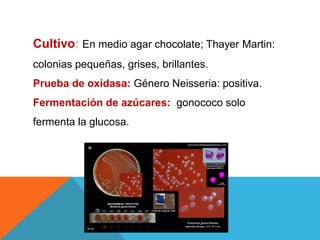 Cultivo: En medio agar chocolate; Thayer Martin:
colonias pequeñas, grises, brillantes.
Prueba de oxidasa: Género Neisseria: positiva.
Fermentación de azúcares: .gonococo solo
fermenta la glucosa.
 