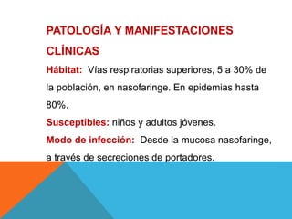 PATOLOGÍA Y MANIFESTACIONES
CLÍNICAS
Hábitat: Vías respiratorias superiores, 5 a 30% de
la población, en nasofaringe. En epidemias hasta
80%.
Susceptibles: niños y adultos jóvenes.
Modo de infección: Desde la mucosa nasofaringe,
a través de secreciones de portadores.
 