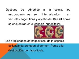 Después de adherirse a la célula, los
microorganismos son internalizados en
vacuolas fagocíticas y al cabo de 18 a 24 horas
se encuentran en el espacio subepitelial.
Las propiedades antifagocíticas de la cápsula
polisacárida protegen al germen frente a la
destrucción por fagocitosis.
 