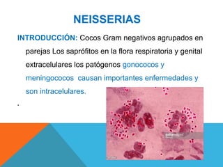 NEISSERIAS
INTRODUCCIÓN: Cocos Gram negativos agrupados en
parejas Los saprófitos en la flora respiratoria y genital
extracelulares los patógenos gonococos y
meningococos causan importantes enfermedades y
son intracelulares.
.
 