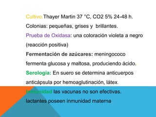 Cultivo.Thayer Martin 37 °C, CO2 5% 24-48 h.
Colonias: pequeñas, grises y brillantes.
Prueba de Oxidasa: una coloración violeta a negro
(reacción positiva)
Fermentación de azúcares: meningococo
fermenta glucosa y maltosa, produciendo ácido..
Serología: En suero se determina anticuerpos
anticápsula por hemoaglutinación, látex.
Inmunidad las vacunas no son efectivas.
lactantes poseen inmunidad materna.
 