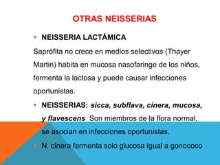 OTRAS NEISSERIAS
 NEISSERIA LACTÁMICA
Saprófita no crece en medios selectivos (Thayer
Martin) habita en mucosa nasofaringe de los niños,
fermenta la lactosa y puede causar infecciones
oportunistas.
 NEISSERIAS: sicca, subflava, cinera, mucosa,
y flavescens. Son miembros de la flora normal,
se asocian en infecciones oportunistas.
 N. cinera fermenta solo glucosa igual a gonococo
 