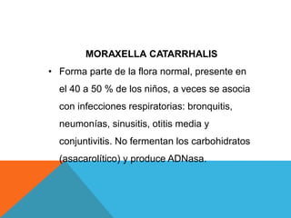 MORAXELLA CATARRHALIS
• Forma parte de la flora normal, presente en
el 40 a 50 % de los niños, a veces se asocia
con infecciones respiratorias: bronquitis,
neumonías, sinusitis, otitis media y
conjuntivitis. No fermentan los carbohidratos
(asacarolítico) y produce ADNasa.
 