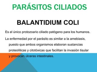 PARÁSITOS CILIADOS
BALANTIDIUM COLI
Es el único protozoario ciliado patógeno para los humanos.
La enfermedad por el parásito es similar a la amebiasis,
puesto que ambos organismos elaboran sustancias
proteolíticas y citotóxicas que facilitan la invasión tisular
y provocan úlceras intestinales.
 
