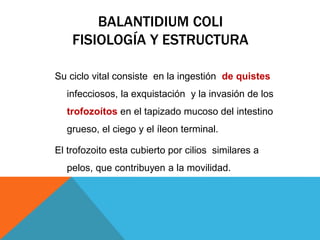 BALANTIDIUM COLI
FISIOLOGÍA Y ESTRUCTURA
Su ciclo vital consiste en la ingestión de quistes
infecciosos, la exquistación y la invasión de los
trofozoítos en el tapizado mucoso del intestino
grueso, el ciego y el íleon terminal.
El trofozoito esta cubierto por cilios similares a
pelos, que contribuyen a la movilidad.
 