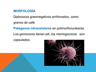 MORFOLOGÍA
Diplococos gramnegativos arriñonados, como
granos de café.
Patógenos intracelulares en polimorfonucleares.
Los gonococos tienen pili, los meningococos son
capsulados.
 