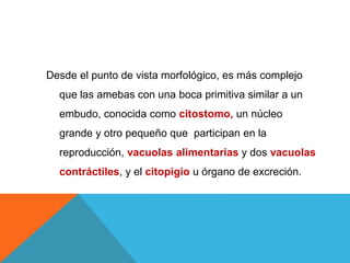 Desde el punto de vista morfológico, es más complejo
que las amebas con una boca primitiva similar a un
embudo, conocida como citostomo, un núcleo
grande y otro pequeño que participan en la
reproducción, vacuolas alimentarias y dos vacuolas
contráctiles, y el citopigio u órgano de excreción.
 