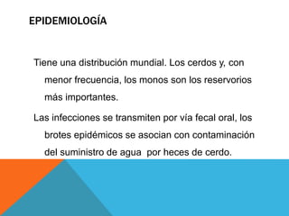 EPIDEMIOLOGÍA
Tiene una distribución mundial. Los cerdos y, con
menor frecuencia, los monos son los reservorios
más importantes.
Las infecciones se transmiten por vía fecal oral, los
brotes epidémicos se asocian con contaminación
del suministro de agua por heces de cerdo.
 
