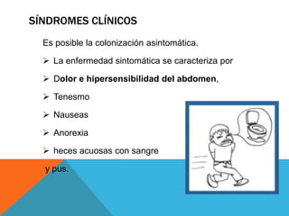 SÍNDROMES CLÍNICOS
Es posible la colonización asintomática.
 La enfermedad sintomática se caracteriza por
 Dolor e hipersensibilidad del abdomen,
 Tenesmo
 Nauseas
 Anorexia
 heces acuosas con sangre
y pus.
 