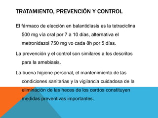 TRATAMIENTO, PREVENCIÓN Y CONTROL
El fármaco de elección en balantidiasis es la tetraciclina
500 mg vía oral por 7 a 10 días, alternativa el
metronidazol 750 mg vo cada 8h por 5 días.
La prevención y el control son similares a los descritos
para la amebiasis.
La buena higiene personal, el mantenimiento de las
condiciones sanitarias y la vigilancia cuidadosa de la
eliminación de las heces de los cerdos constituyen
medidas preventivas importantes.
 