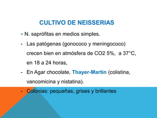 CULTIVO DE NEISSERIAS
- N. saprófitas en medios simples.
- Las patógenas (gonococo y meningococo)
crecen bien en atmósfera de CO2 5%, a 37°C,
en 18 a 24 horas,
- En Agar chocolate, Thayer-Martin (colistina,
vancomicina y nistatina).
- Colonias: pequeñas, grises y brillantes
 