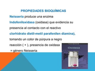PROPIEDADES BIOQUÍMICAS
Neisseria produce una enzima
Indofeniloxidasa (oxidasa) que evidencia su
presencia al contacto con el reactivo
clorhidrato dietil-metil parafenilen diamina),
tomando un color de púrpura a negro
reacción ( + ), presencia de oxidasa
= género Neisseria
 