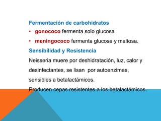 Fermentación de carbohidratos
• gonococo fermenta solo glucosa
• meningococo fermenta glucosa y maltosa.
Sensibilidad y Resistencia
Neisseria muere por deshidratación, luz, calor y
desinfectantes, se lisan por autoenzimas,
sensibles a betalactámicos.
Producen cepas resistentes a los betalactámicos.
 