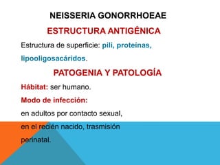 NEISSERIA GONORRHOEAE
ESTRUCTURA ANTIGÉNICA
Estructura de superficie: pili, proteínas,
lipooligosacáridos.
PATOGENIA Y PATOLOGÍA
Hábitat: ser humano.
Modo de infección:
en adultos por contacto sexual,
en el recién nacido, trasmisión
perinatal.
 
