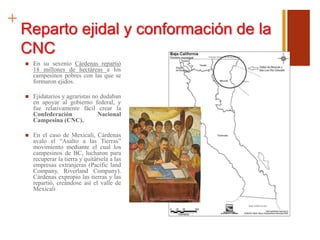 +
Reparto ejidal y conformación de la
CNC
 En su sexenio Cárdenas repartió
18 millones de hectáreas a los
campesinos pobres con las que se
formaron ejidos.
 Ejidatarios y agraristas no dudaban
en apoyar al gobierno federal, y
fue relativamente fácil crear la
Confederación Nacional
Campesina (CNC).
 En el caso de Mexicali, Cárdenas
avalo el “Asalto a las Tierras”
movimiento mediante el cual los
campesinos de BC, lucharon para
recuperar la tierra y quitársela a las
empresas extranjeras (Pacific land
Company, Riverland Company).
Cárdenas expropio las tierras y las
repartió, creándose así el valle de
Mexicali
 