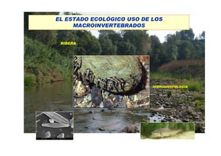 EL ESTADO ECOLÓGICO USO DE LOS
     MACROINVERTEBRADOS


 RIBERA




                           HIDROMORFOLOGÍA
 