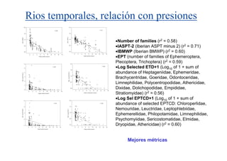 Rios temporales, relación con presiones
                       2.0                                                                                                                                                 2.0


                                                                                                          r ² 0.60                                                                                                                                            r ² 0.71


                       1.5                                                                                                                                                 1.5




                                                                                                                                    EQR - IASPT-2
 EQR - IBMWP




                                                                                                                                                                                                                                                                                            •Number of families (r2 = 0.58)
                       1.0                                                                                                                                                 1.0




                       0.5                                                                                                                                                 0.5
                                                                                                                                                                                                                                                                                            •IASPT-2 (Iberian ASPT minus 2) (r2 = 0.71)
                       0.0                                                                                                                                                 0.0
                                                                                                                                                                                                                                                                                            •IBMWP (Iberian BMWP) (r2 = 0.60)
                                                                                                                                                                                                                                                                                            •EPT (number of families of Ephemeroptera,
                                                                                                                                                                                             0       2       4          6       8        10        12        14         16        18
                                 0       2       4              6           8        10        12        14          16        18
                                                                                                                                                                                                                     Organic pollution pressure
                                                        Organic pollution pressure




                       6                                                                                                                                                               2.0
                                                                                                                                                                                                                                                                                            Plecoptera, Trichoptera) (r2 = 0.59)
                       5
                                                                                                    r ² 0.22

                                                                                                                                                                                       1.5
                                                                                                                                                                                                                                                                       r ² 0.60
                                                                                                                                                                                                                                                                                            •Log Selected ETD+1 (Log10 of 1 + sum of
                                                                                                                                                                                                                                                                                            abundance of Heptageniidae, Ephemeridae,
                                                                                                                                                              EQR - Log Sel EPTCD+1


                       4
 EQR - Sel EPTCD rel




                                                                                                                                                                                       1.0
                       3
                                                                                                                                                                                                                                                                                            Brachycentridae, Goeridae, Odontoceridae,
                       2



                       1
                                                                                                                                                                                       0.5
                                                                                                                                                                                                                                                                                            Limnephilidae, Polycentropodidae, Athericidae,
                       0
                                                                                                                                                                                       0.0

                                                                                                                                                                                                 0       2       4          6        8        10        12        14         16        18
                                                                                                                                                                                                                                                                                            Dixidae, Dolichopodidae, Empididae,
                                                                                                                                                                                                                                                                                            Stratiomyidae) (r2 = 0.56)
                             0       2       4              6           8        10        12            14         16         18
                                                                                                                                                                                                                     Organic contamination pressure
                                                      Organic pollution pressure




                       8                                                                                                                                                              2.0
                                                                                                                                                                                                                                                                                            •Log Sel EPTCD+1 (Log10 of 1 + sum of
                                                                                                      r ² 0.03


                                                                                                                                                                                      1.5
                                                                                                                                                                                                                                                                  r ² 0.56
                                                                                                                                                                                                                                                                                            abundance of selected EPTCD: Chloroperlidae,
                       6

                                                                                                                                                                                                                                                                                            Nemouridae, Leuctridae, Leptophlebiidae,
                                                                                                                                        EQR - Log Sel ETD+1
EQR - Sel EPTCD/DE




                                                                                                                                                                                                                                                                                            Ephemerellidae, Philopotamidae, Limnephilidae,
                       4                                                                                                                                                              1.0




                       2
                                                                                                                                                                                      0.5
                                                                                                                                                                                                                                                                                            Psychomyiidae, Sericostomatidae, Elmidae,
                       0
                             0       2       4          6           8           10        12        14         16         18
                                                                                                                                                                                      0.0

                                                                                                                                                                                             0       2       4          6        8       10        12        14         16        18
                                                                                                                                                                                                                                                                                            Dryopidae, Athericidae) (r2 = 0.60)
                                                     Organic pollution pressure                                                                                                                                      Organic pollution pressure




                                                                                                                                                                                                                                                                                                  Mejores métricas
 