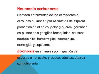 Neumonía carbuncosa
Llamada enfermedad de los cardadores o
carbunco pulmonar; por aspiración de esporas
presentes en el polvo, pelos y cueros, germinan
en pulmones o ganglios bronquiales, causan:
mediastinitis, hemorragias, neumonías,
meningitis y septicemia.
Zoonosis en animales por ingestión de
esporas en el pasto; produce: vómitos, diarrea
sanguinolenta
 