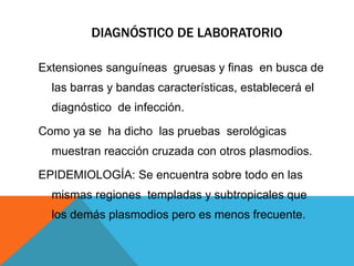 DIAGNÓSTICO DE LABORATORIO
Extensiones sanguíneas gruesas y finas en busca de
las barras y bandas características, establecerá el
diagnóstico de infección.
Como ya se ha dicho las pruebas serológicas
muestran reacción cruzada con otros plasmodios.
EPIDEMIOLOGÍA: Se encuentra sobre todo en las
mismas regiones templadas y subtropicales que
los demás plasmodios pero es menos frecuente.
 