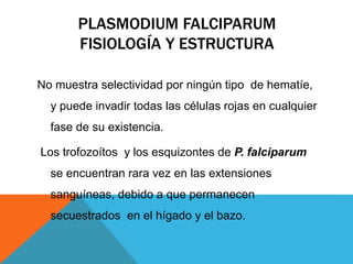 PLASMODIUM FALCIPARUM
FISIOLOGÍA Y ESTRUCTURA
No muestra selectividad por ningún tipo de hematíe,
y puede invadir todas las células rojas en cualquier
fase de su existencia.
Los trofozoítos y los esquizontes de P. falciparum
se encuentran rara vez en las extensiones
sanguíneas, debido a que permanecen
secuestrados en el hígado y el bazo.
 